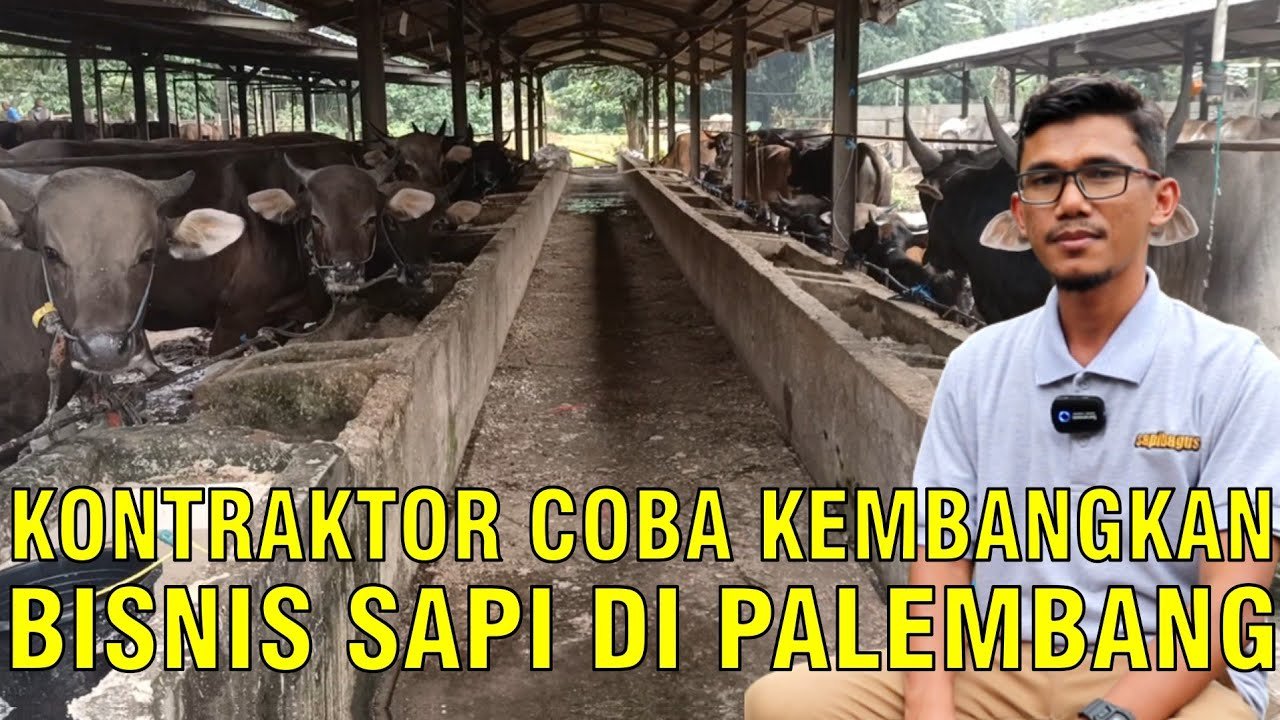 
                                 Profesi-Kontraktor-Berbisnis-Sapi